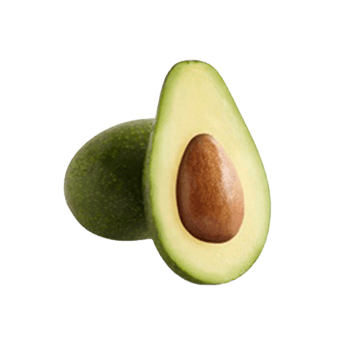 Zutano Avocado